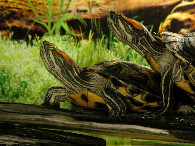 Trachemys scripta elegans