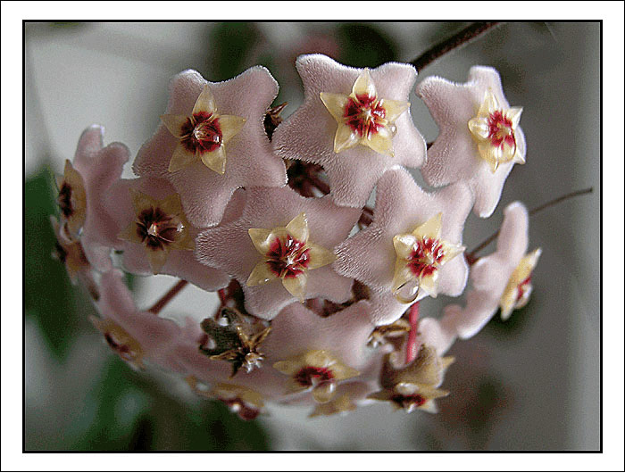 --- Hoya carnosa ---