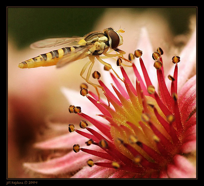 Pestřenka na netřesku
