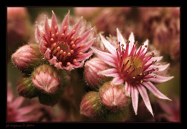 Netřesk bez pestřenky