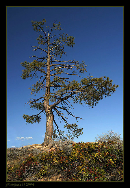 Borovice - samotář