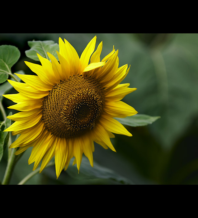 <b>~ fresh summer ~</b>