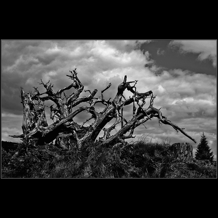 Já chtěl jsem růst až do oblak....