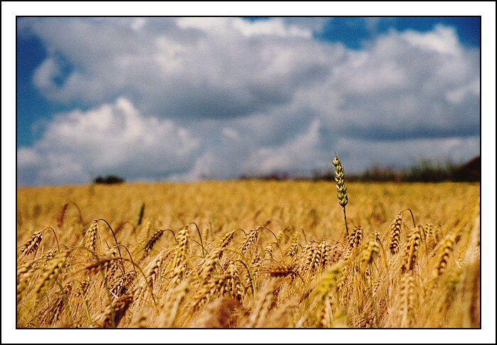 Exhibicionista v obilí