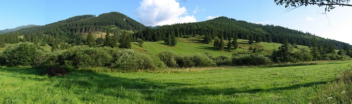 Orava