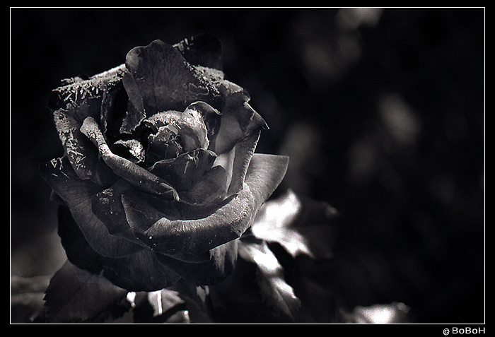 Zamrznutá krása :-)