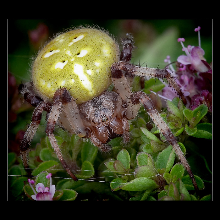 <b>* Smrt může být krásná *</b>