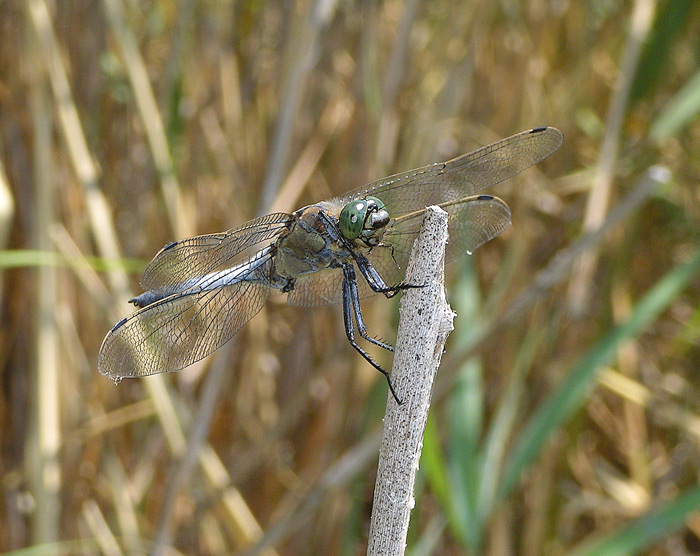 Vážka černořitná