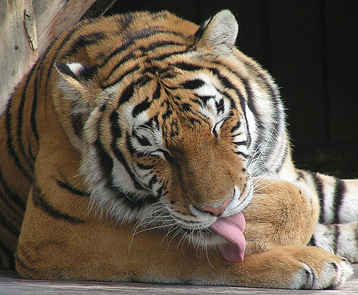 Odpočívající tygr