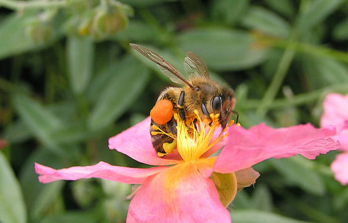 Ze života hmyzu VII.