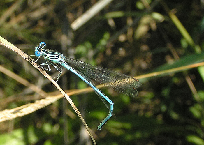 Šidélko páskované