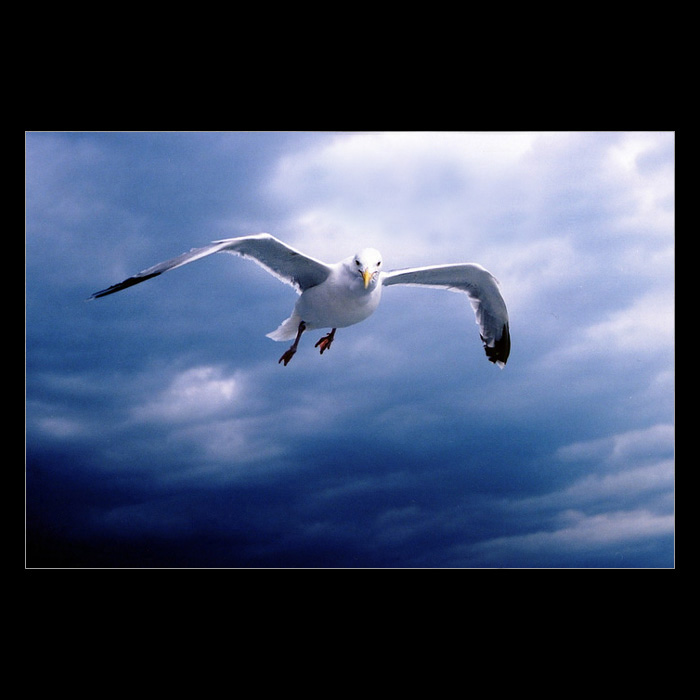Flying