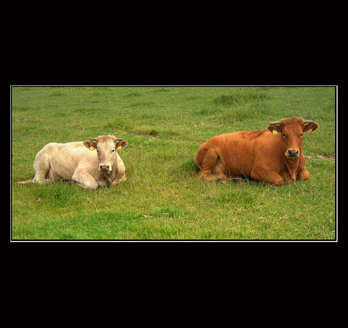 Cow Parade