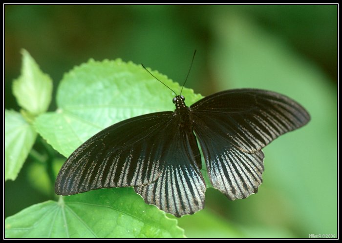 Motyl 7