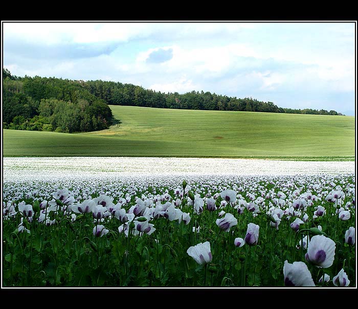 Českolipsko