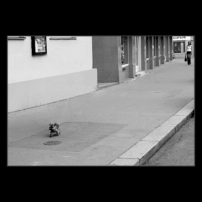 * NA PROCHÁZCE S DRAVCEM *