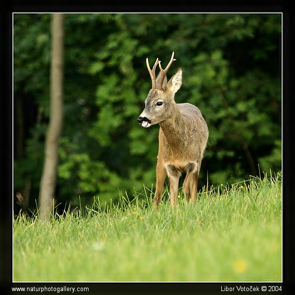 Ze srnčí říje... :-)