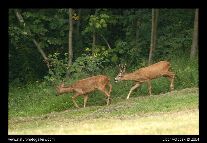 Jak to asi dopadne...?? ;-)