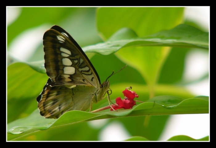 Motyl