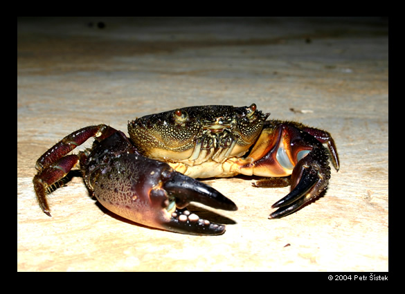 Chytit - vyfotit - uvarit - sezrat :-)