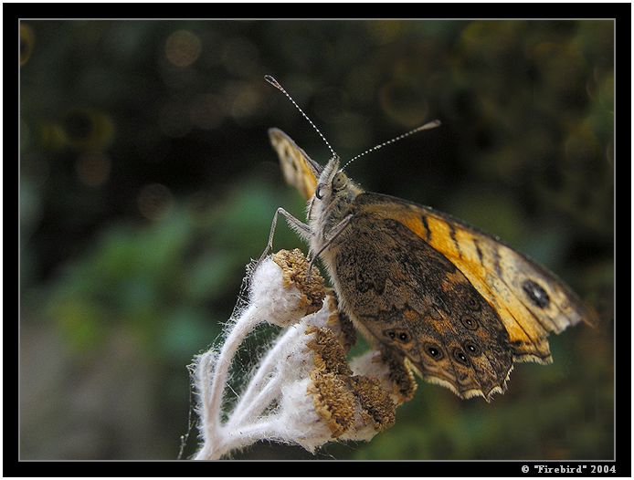 velké a dlouhé čekání