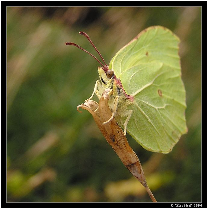 Nevejrej! Já se tady opaluju!