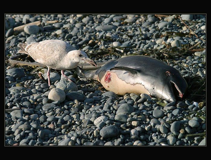 Jak vytrhnout velrybě kostičku