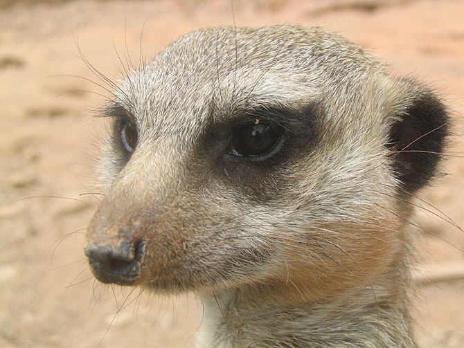 Surikata