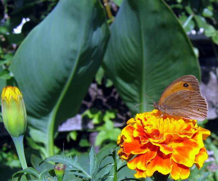 Motýl ! Emanuel ???