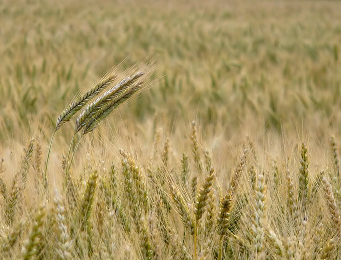 Nevyčnievaj z davu...