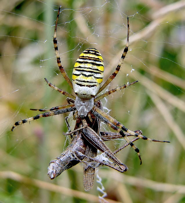 Prídem hneď, som na obede.