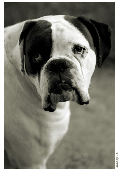 snoopy