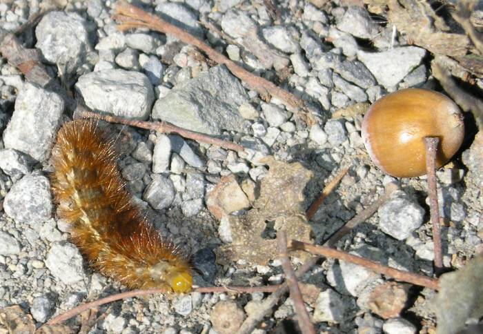 Housenka Otakárka žaludového (housenkus dubus zaludus)
