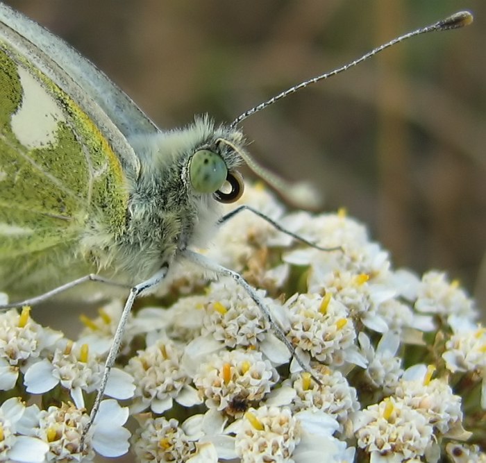 Kousek běláska rezedového