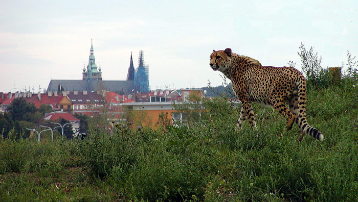 Gepard na hrad...