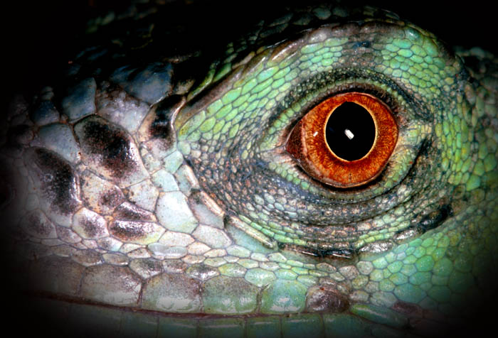 leguan