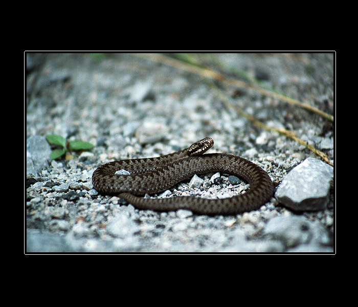 <B>Vretenica</B>