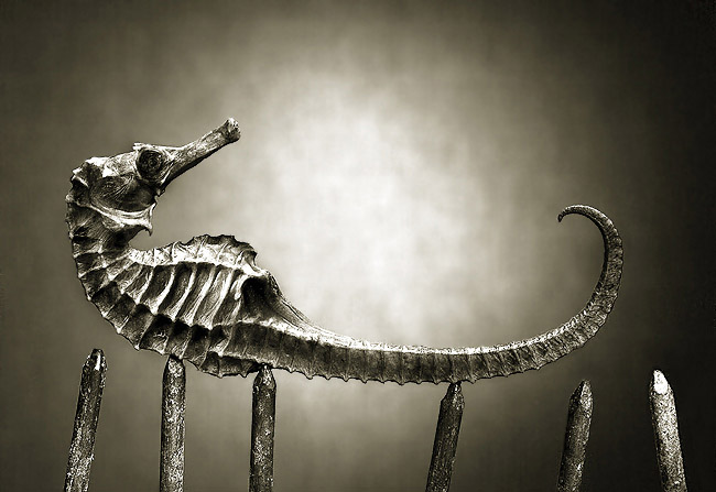 Natur Morte