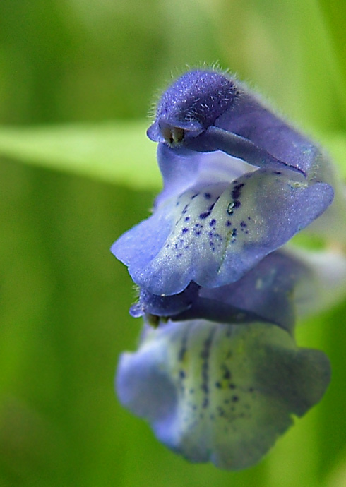 Jedna z rodiny Hluchavkovití