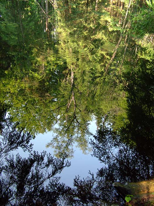 <b> Jezirko na Sumave </b>