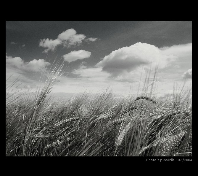 .:: Vítr v obilí ::.