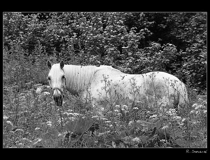 <b>Koutky našich hor a skal VIII.</b><br> - <br>za seníkem