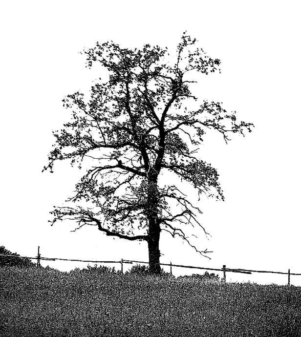 Starý a osamocený