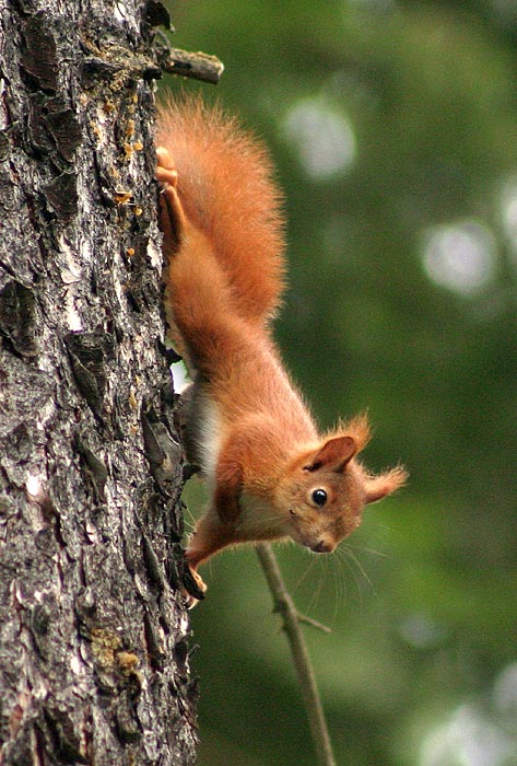 Zrzka II