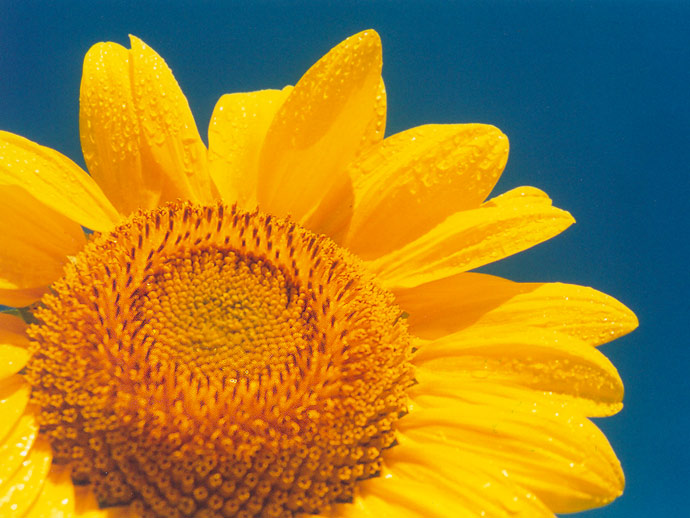 -= slnecnica II. =-