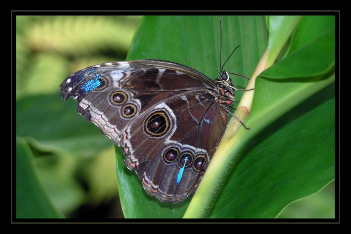Zelená, modrá, pro blázny dobrá