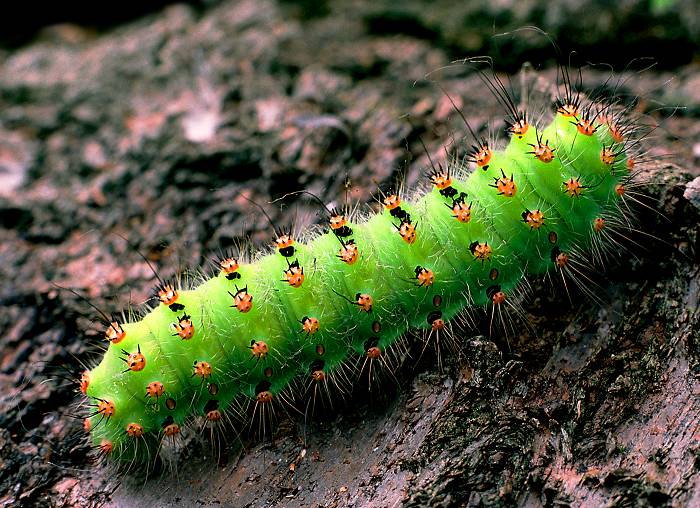 Chlpatica