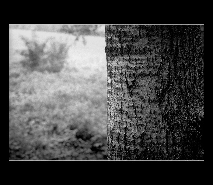 Dialog stromů a keřů