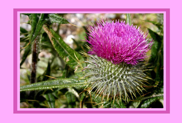 Pichliač