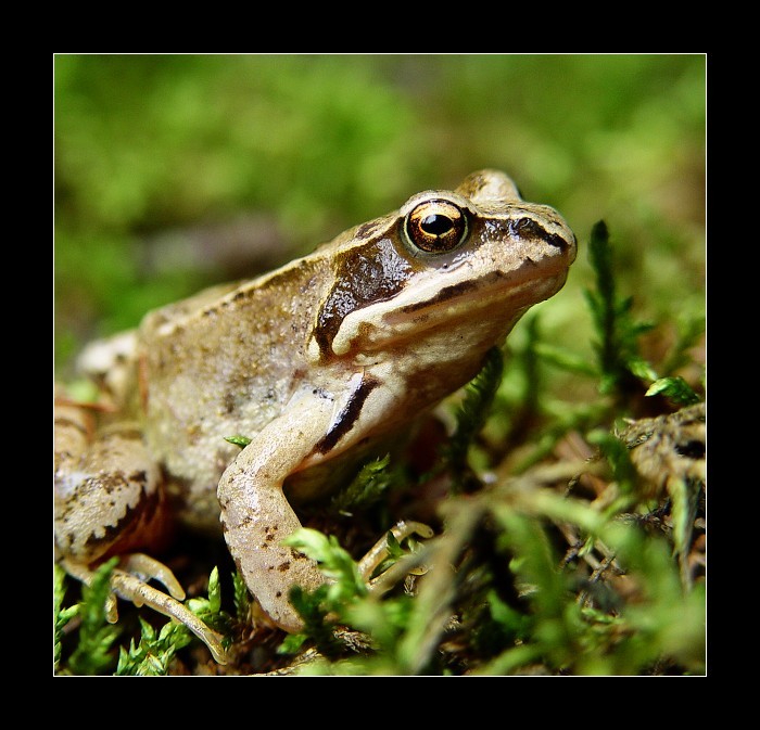 skokan hnědý